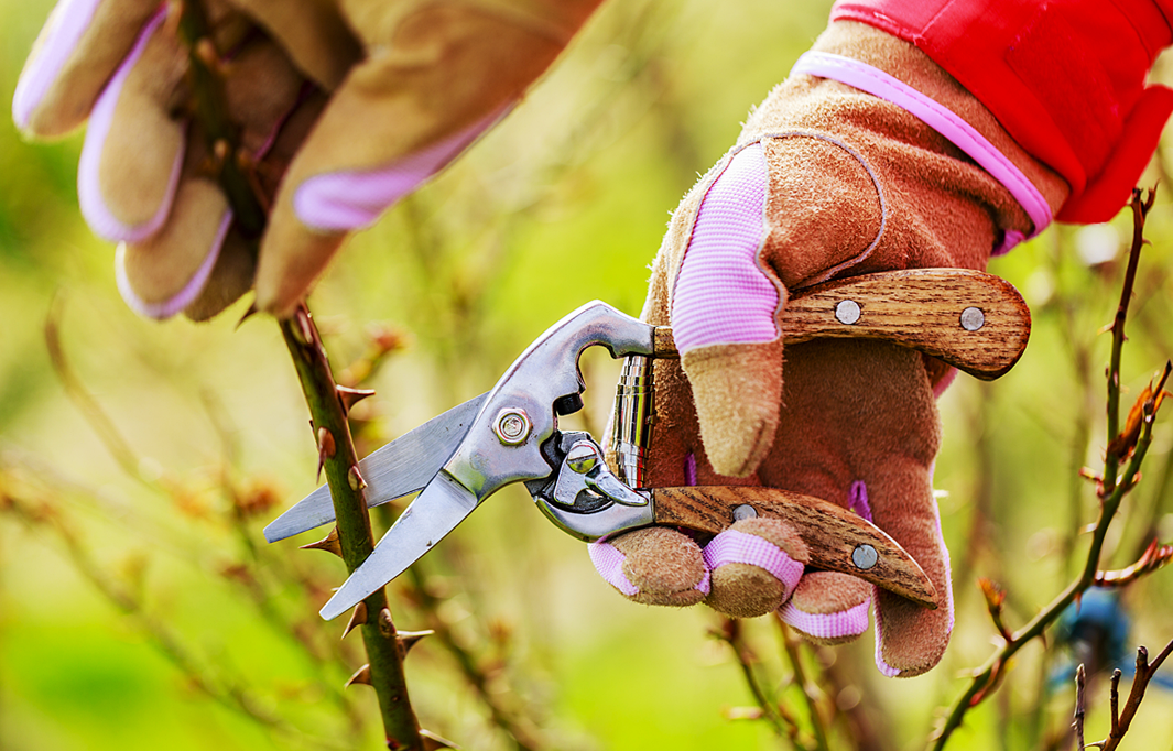 Cutting a branch
